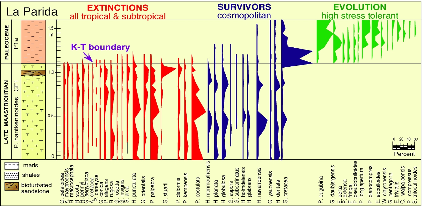 Faunal extinctions at the K-T layer sequence.