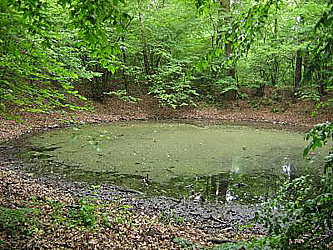 One of the Morasko swarm of small meteor craters, in Poland.